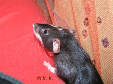 modrá očka.jpg
