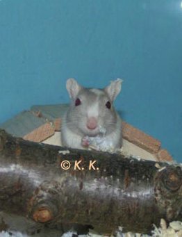 pistucha1.jpg